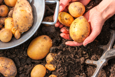 7 de Junio. Día de los Inocuidad Alimentaria